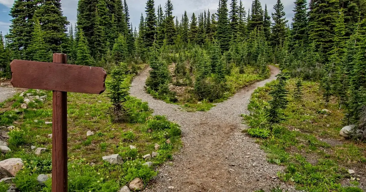 Crossroads in the forrest.